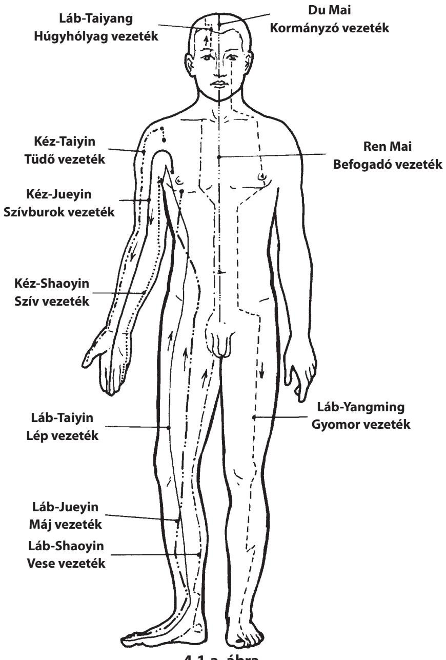 A 14 vezeték elhelyezkedése (elölnézet)